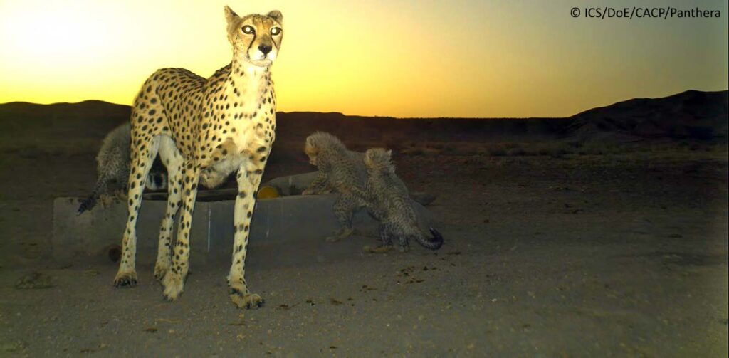 cheetah - Iranian Cheetah Society