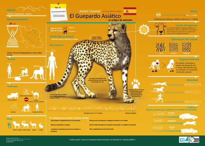 Asiatic Cheetah Infographic - spanish - Iranian Cheetah Society