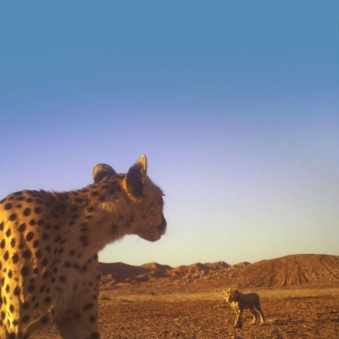 Iranian Cheetah Society - Saving Asiatic Cheetah in Iran