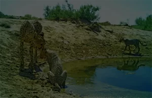Iranian Cheetah Society - Saving Asiatic Cheetah